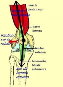 Anatomie du Syndrome Rotulien